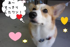 上目遣いコーギー