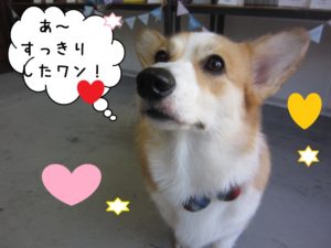 上目遣いコーギー