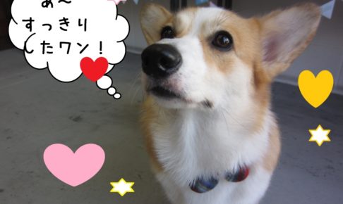 上目遣いコーギー