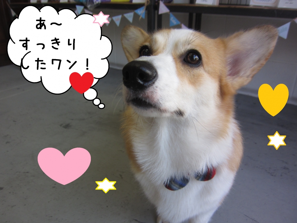 上目遣いコーギー