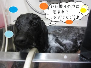 シャンプー中黒トイプードル