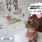 えっへんミニチュアダックス