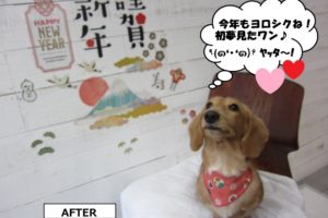 えっへんミニチュアダックス