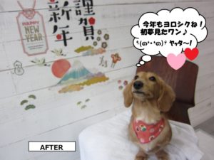 えっへんミニチュアダックス