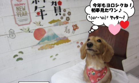 えっへんミニチュアダックス