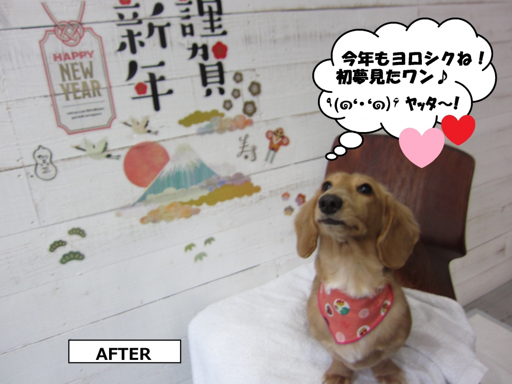 えっへんミニチュアダックス