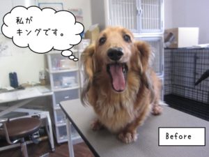 カット前ミニチュアダックス