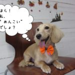 笑顔くつろぎミニチュアダックス