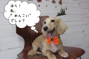 笑顔くつろぎミニチュアダックス