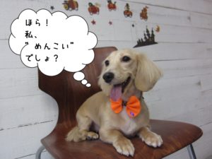 笑顔くつろぎミニチュアダックス