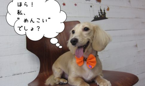 笑顔くつろぎミニチュアダックス