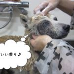 おすましてぃーちゃん