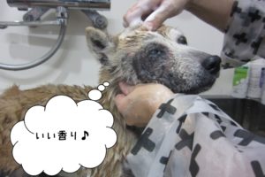 おすましてぃーちゃん