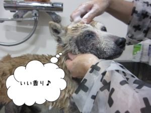 おすましてぃーちゃん