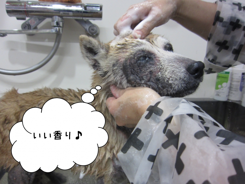 おすましてぃーちゃん