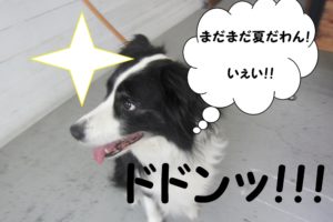 楽しそうボーダーコリー