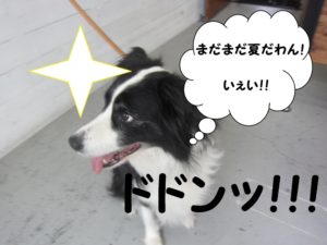 楽しそうボーダーコリー