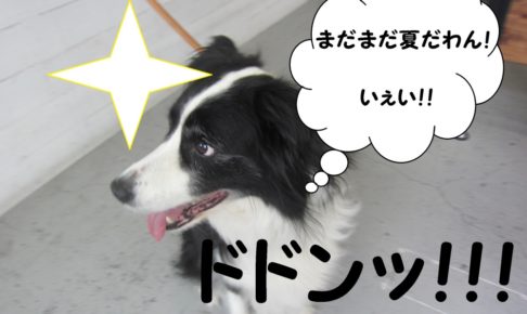 楽しそうボーダーコリー