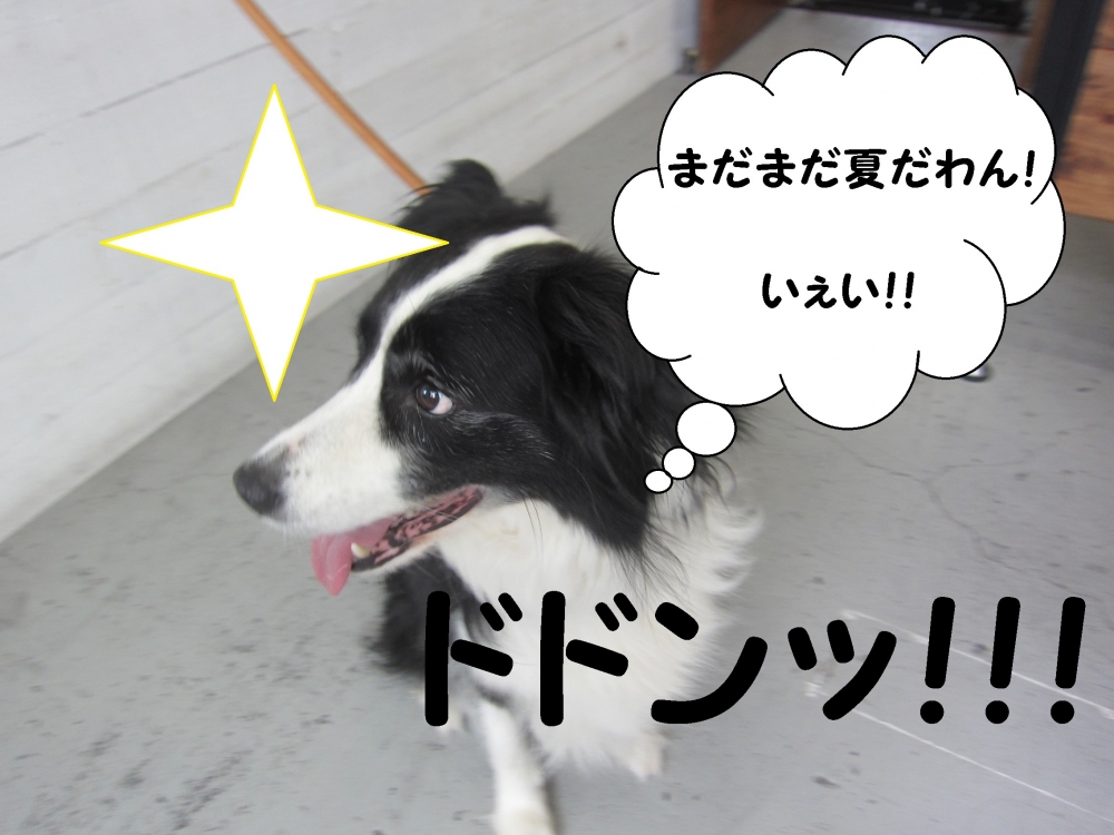 楽しそうボーダーコリー