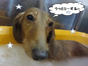 スパ中ミニチュアダックス