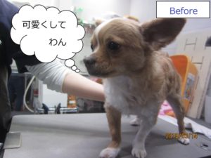 カット前チワワ