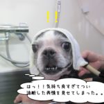 びっくりボストンテリア