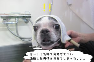 びっくりボストンテリア