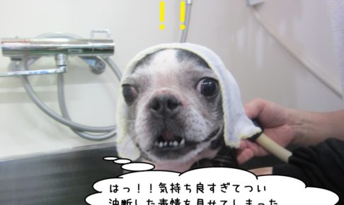 びっくりボストンテリア