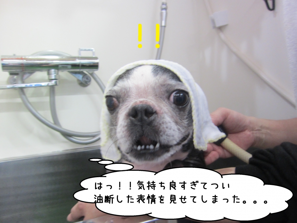 びっくりボストンテリア