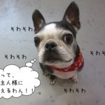 そわそわボストンテリア