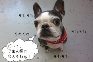 そわそわボストンテリア