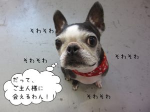 そわそわボストンテリア