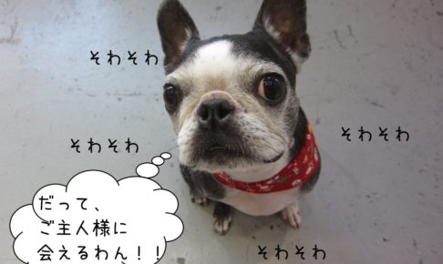 そわそわボストンテリア