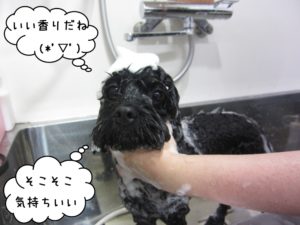 シャンプー中ミックス