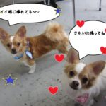 おすまし二人チワワ