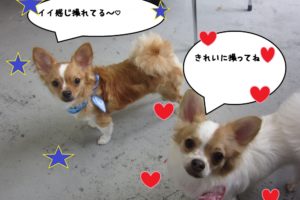 おすまし二人チワワ