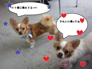 おすまし二人チワワ