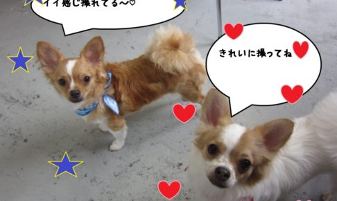 おすまし二人チワワ