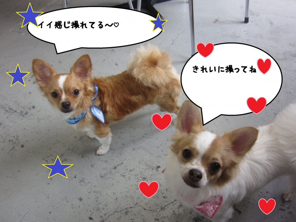 おすまし二人チワワ