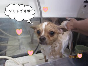 シャンプー中チワワ