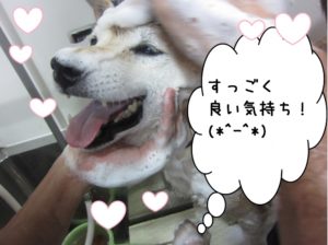 シャンプー中柴犬