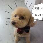 可愛いトイプードル