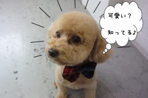 可愛いトイプードル