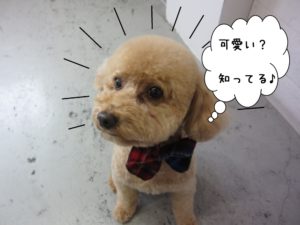 可愛いトイプードル