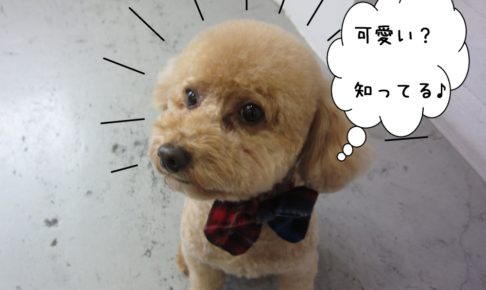 可愛いトイプードル