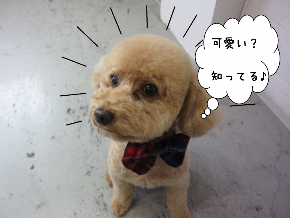 可愛いトイプードル