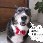 キリッコーギー