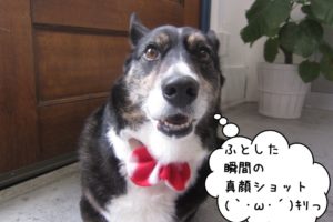 キリッコーギー