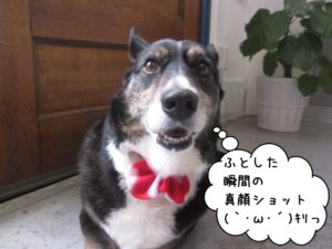 キリッコーギー