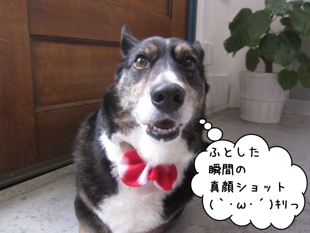 キリッコーギー